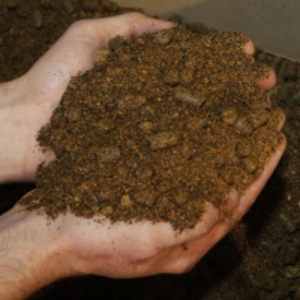 Rapeseed Meal by Soupin Jean Stephane