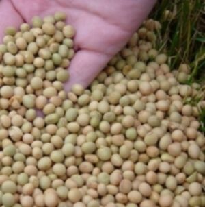  High Protein Soybean 