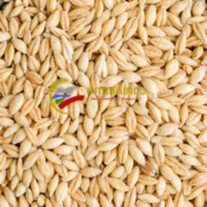 Barley by  International Grains Company Llc 