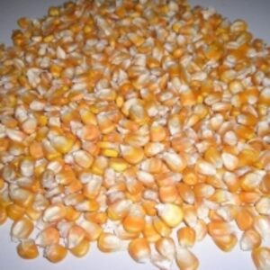 Yellow Maize by  Maa Tara Import 