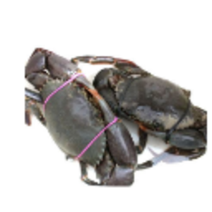 Live Mud Crab by  Trade Build Limited 
