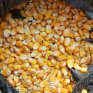 Maize by  Anshvi Inttrade Pvt Ltd. 