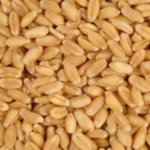 Wheat by Anshvi Inttrade Pvt Ltd.