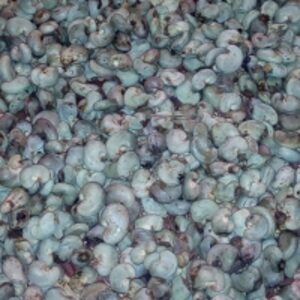 Raw Cashew Nut by  Malvaceae Limited 