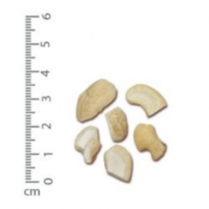 Raw Cashew Kernel Lp by  Thuy Van Production Import Export Company Limited 