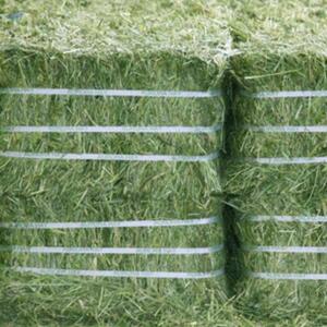 High Grade Alfalfa Hay by  Kaybee Global Products Limited 