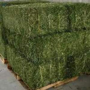High Grade Alfalfa Hay - Image 2