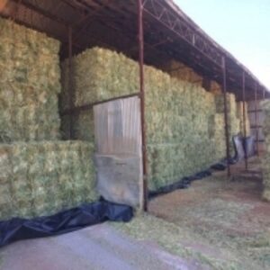 Quality Alfalfa Hay In Cubes