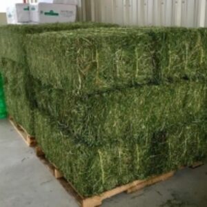  Alfalfa For Sale 