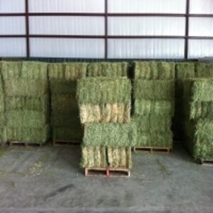 Wholesale Alfafa Hay/lucerne Bales 