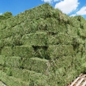  Wholesale Factory Direct Supply Alfalfa  