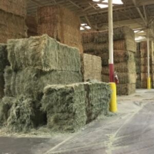  Wholesale Alfalfa For Sale 
