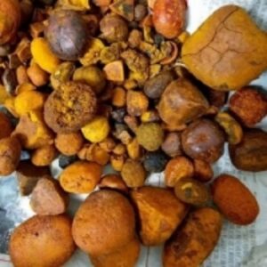 Ox Cattle Gallstones