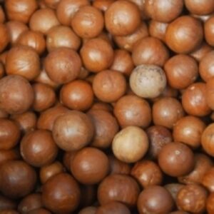 Top Quality Raw Macadamia From Kenya by Kaybee Global Products Limited