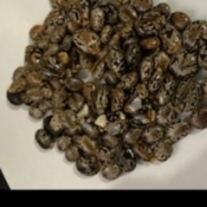Indian Brown Castor Seed by  Academia Integrated Farms Ltd. 