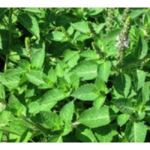 Tulsi by  Giallo Global 