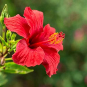 Hibiscus by  Giallo Global 