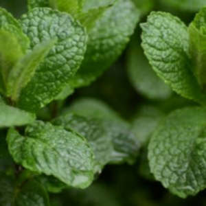 Mint by  Giallo Global 