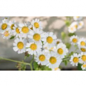 Chamomile by  Rich Grace Export 