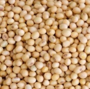 Soybean by  Globalized Import Export Corp. 