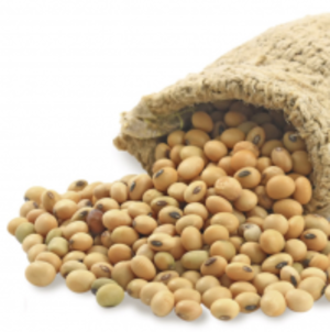 Soybean (Non-Gmo) by Oriental Energy Pte Ltd