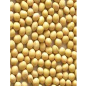 Soybeans by  Organicfud International 