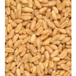 Wheat by  Organicfud International 