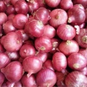 Big Onion by  Diteya Global Impex Pvt. Ltd. 