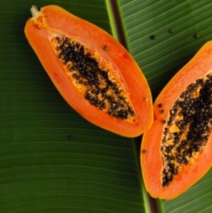 Papaya by  Diteya Global Impex Pvt. Ltd. 