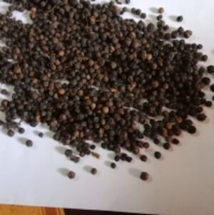  Spices  by  Diteya Global Impex Pvt. Ltd. 