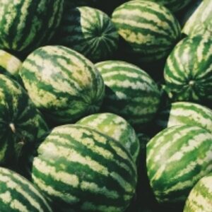 Watermelon by  Diteya Global Impex Pvt. Ltd. 