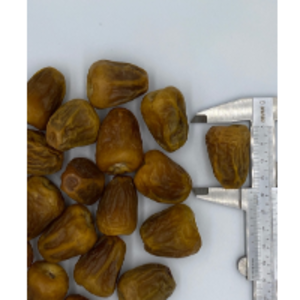  Sukkary Dates Grade 1 
