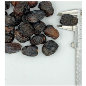 resources of Ajwa Dates GradeÃ¢Â 1 exporters