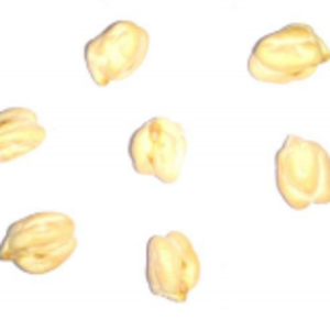 White Gram by  Mnext Solutions Pvt Ltd 