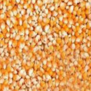 Yellow Corn Seeds by SUPAPORN DAMDAENGDEE