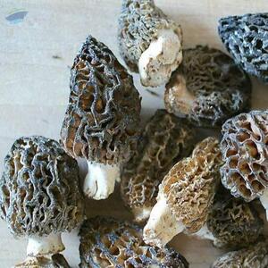  Dry Morel Morchella Mushroom 