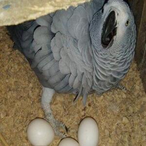  Parrot Eggs/ostrich Eggs /fertilized Quail Eggs 