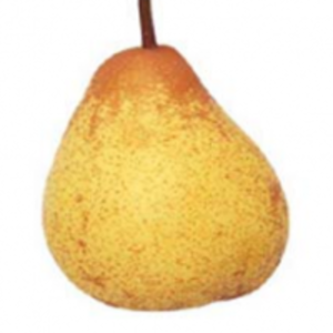 Rocha Pear by  Santiago Trading 