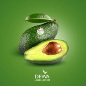 Avocado by  CV. Dewa Agro Lestari 