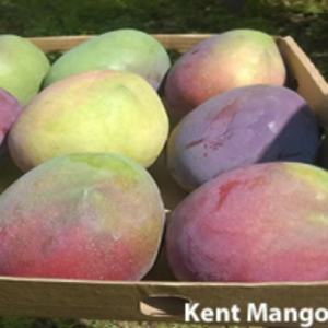 Kent Mango by  Kankam Exporters Ltd 