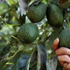 Hass Avocado - Image 2