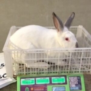 Rabbit by  Cv Vertex Perdana 