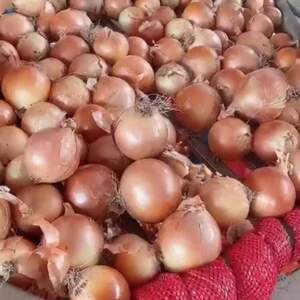  Vietnam White/red Fresh Onion With Best Price 