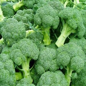  Vietnam Frozen Broccoli With Best Price 