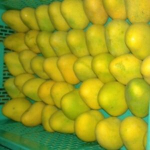 Fresh Green Mango by  Emollient Exim Pvt. Ltd. 