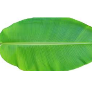 Banana Leaves by  H And Bros International 