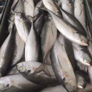 resources of Frozen Horse Mackerel exporters