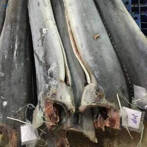  Frozen Sailfish Dwt 