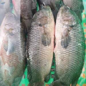 Frozen Climping Perch / Koi by  Excellent Food International (EFI) Co., Ltd 