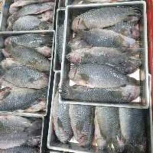 Frozen Climping Perch / Koi - Image 2